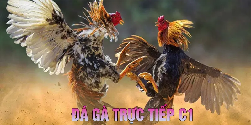 Giới thiệu sơ lược về đá gà trực tiếp C1