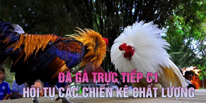 Hội tụ các chiến kê chất lượng nhất tại C1